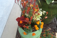 Green pot with kangaroo paws marigolds and coleus