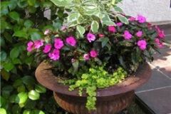 Pot (urn) with colored foliage