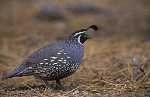 California Quail, Courtesy of U.S. Fish and Wildlife Service