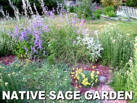 Native sage garden