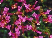 Native Penstemon spp. (Beardtongue)