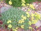 Eriogonum umbellatum californicum (Sulfur Buckwheat)