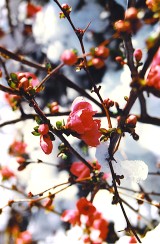 Chaenomeles japonica