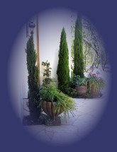 Container plants and cypress trees