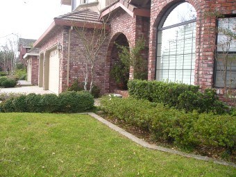 Shrubbery in front of Sacramento home before front yard make-over