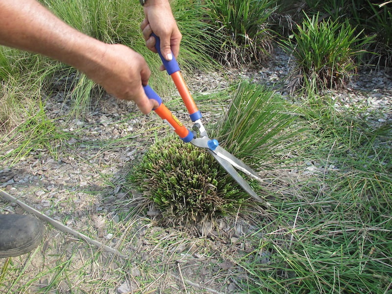 Late winter is the perfect time to prune!