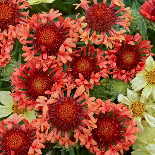 Blanket Flower