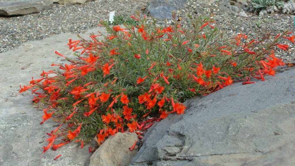 California Fuchsia