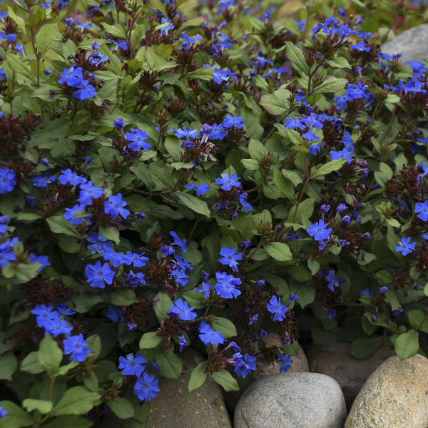 Dwarf plumbago