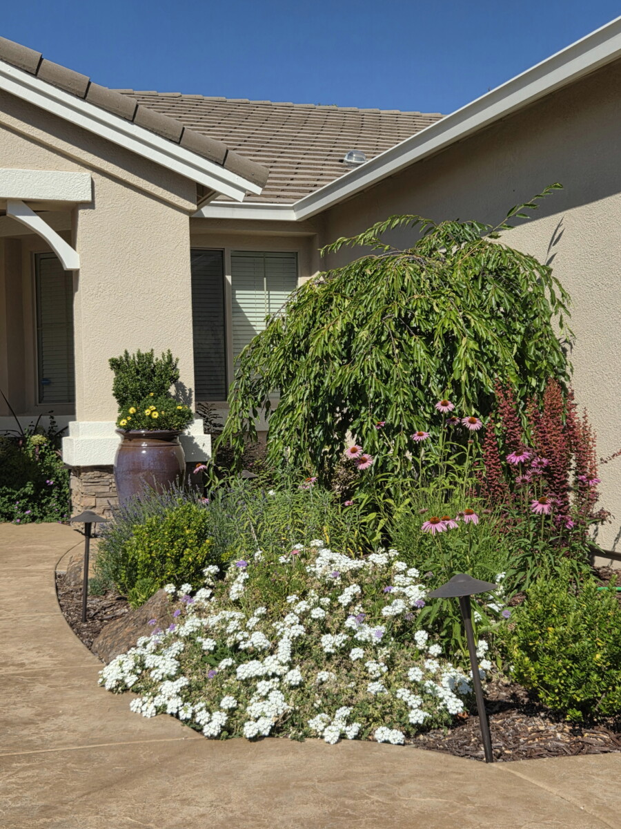 Lincoln Del Webb Front Yard for Pollinators is Filling in Nicely