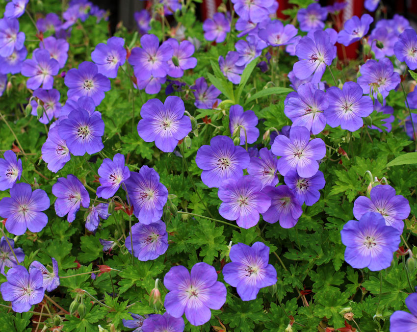 Late Summer Orange and Purple Flowers Add Pop to Your Garden and Help Pollinators