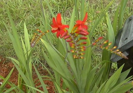 Montbretia