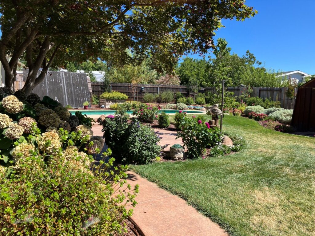 Japanese maple provides shade on remote patio