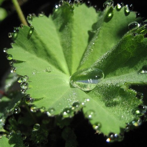 Why Do I Love the Rain?!