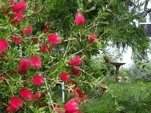 Callistemon citrinus (Lemon Bottlebrush)