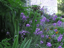 Erisymum ‘Bowles Mauve’ (Wallflower)